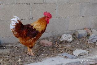 丹东溜达鸡爆料最新消息,揭秘事件背后惊人真相 第2张 丹东溜达鸡爆料最新消息,揭秘事件背后惊人真相 第2张